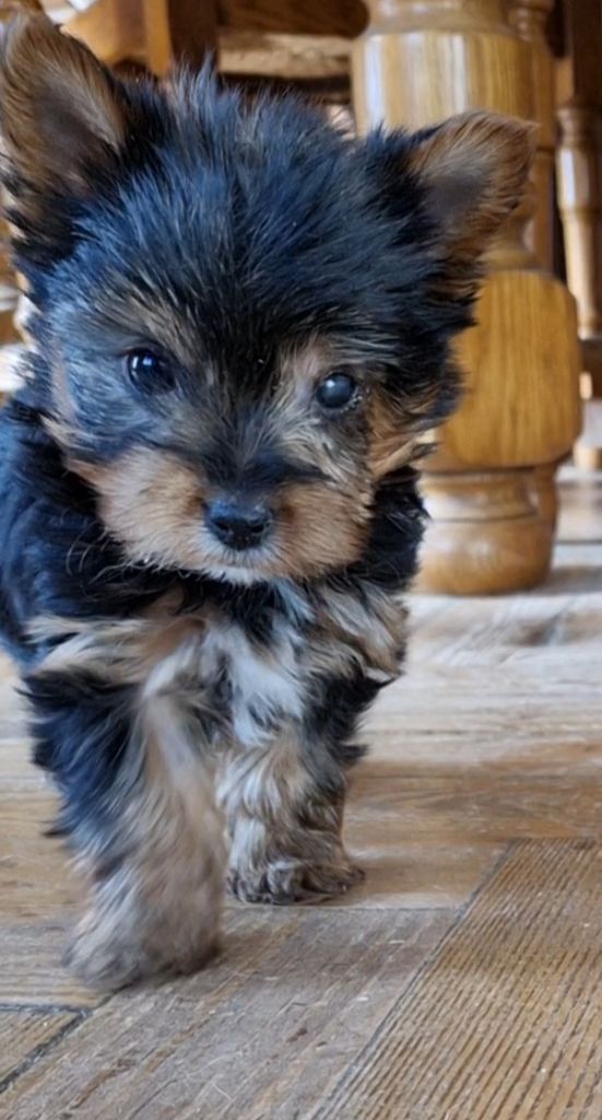  Earl La Patte D'or - Chiots disponibles - Yorkshire Terrier